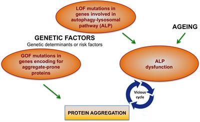 Protein Aggregation and Dysfunction of Autophagy-Lysosomal Pathway: A Vicious Cycle in Lysosomal Storage Diseases